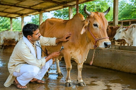 स्वास्थ्य प्रबंधन और रोग-निवारण